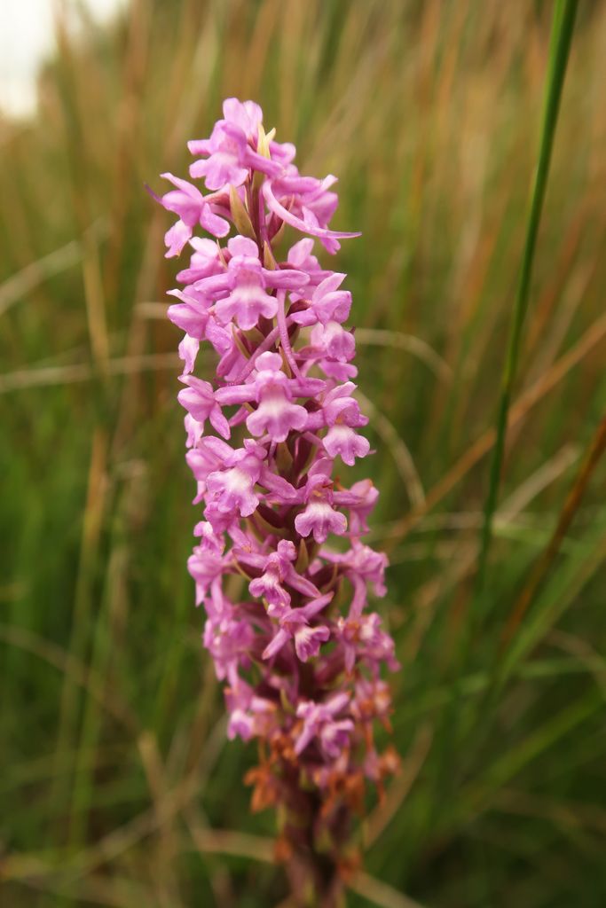 CANWOS Society Blog July